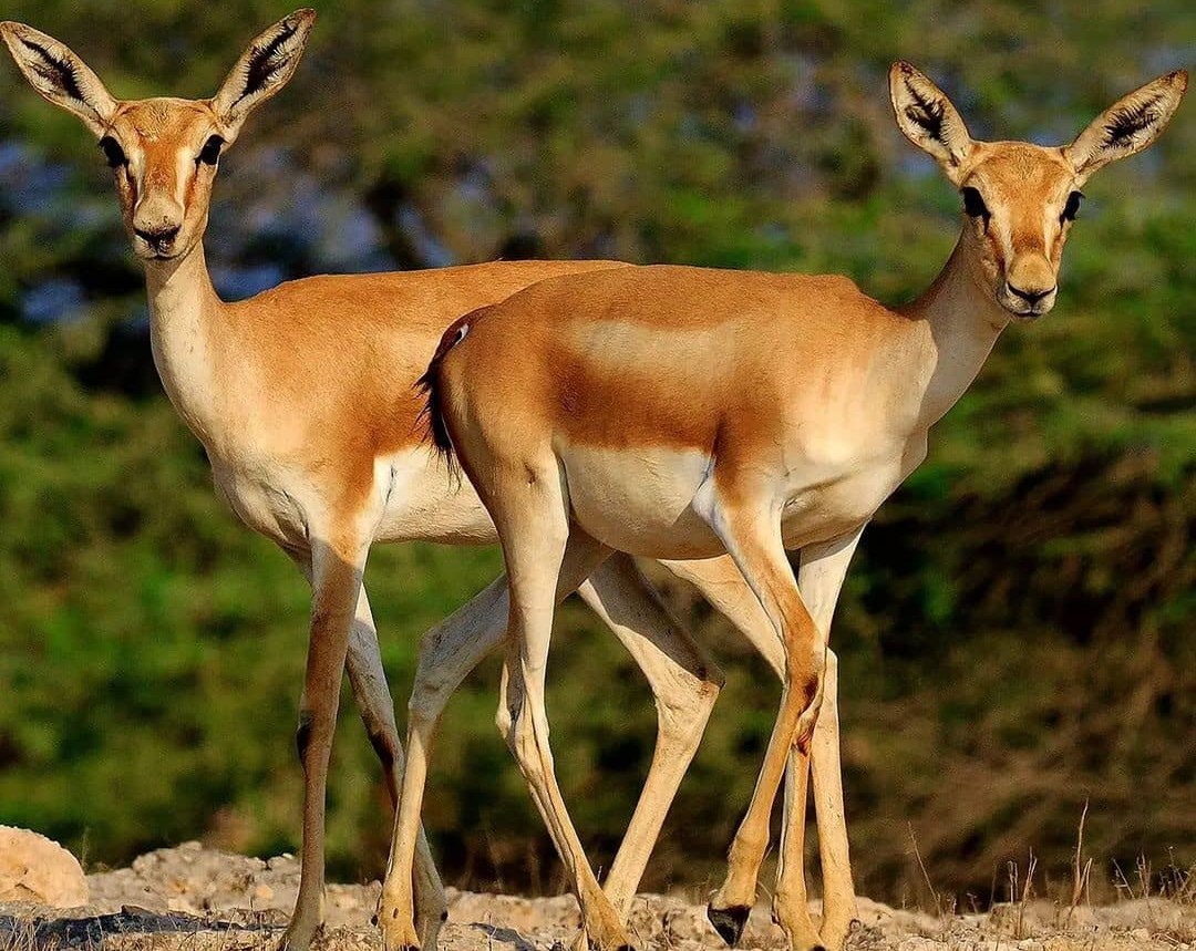 تنوع آهوها در پارک آهوان کیش